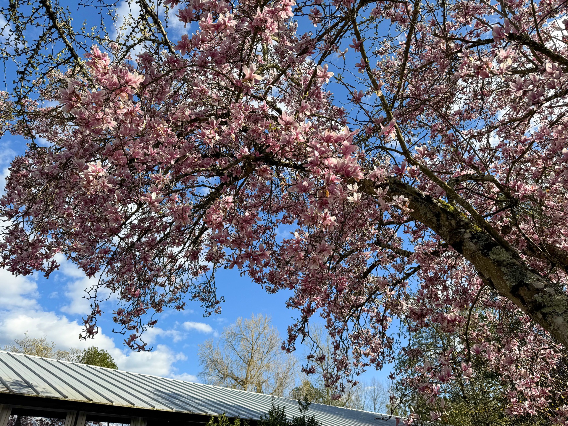 Florescer de primavera no coração do Eco-Campus | Inês Moura | 2025